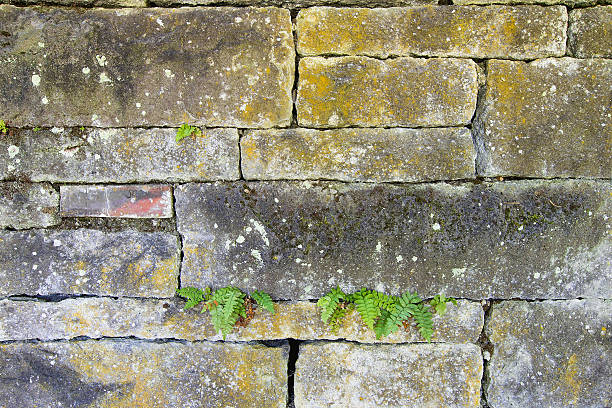 istock Old Stacked Stone Wall with Ferns 476381767