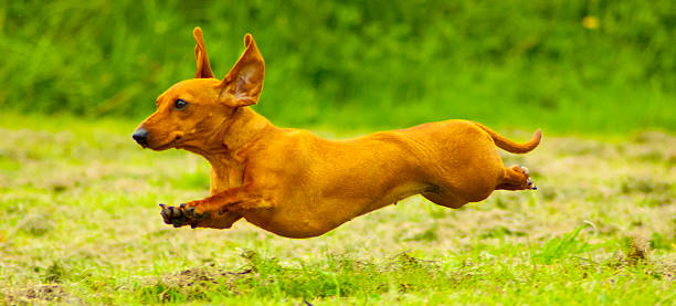 super rosso! - pets dachshund dog running foto e immagini stock