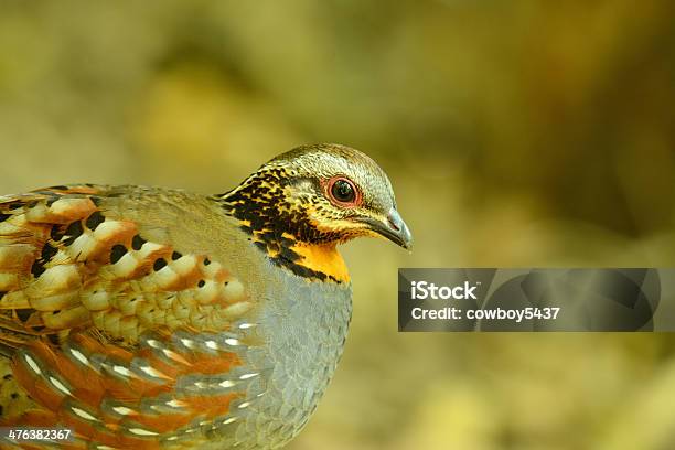 Rufousthroated Partridge Stock Photo - Download Image Now - Animal, Animal Body Part, Animal Eye