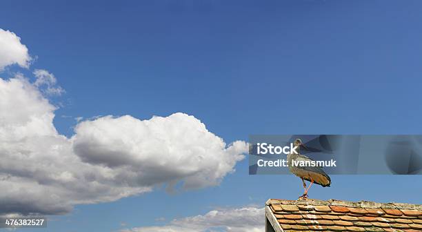 Cigüeña Joven Foto de stock y más banco de imágenes de A ver pájaros - A ver pájaros, Adulto, Aire libre