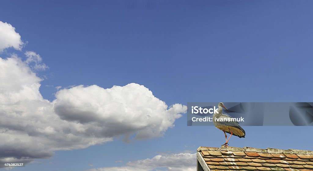 Młody stork - Zbiór zdjęć royalty-free (Bezchmurne niebo)
