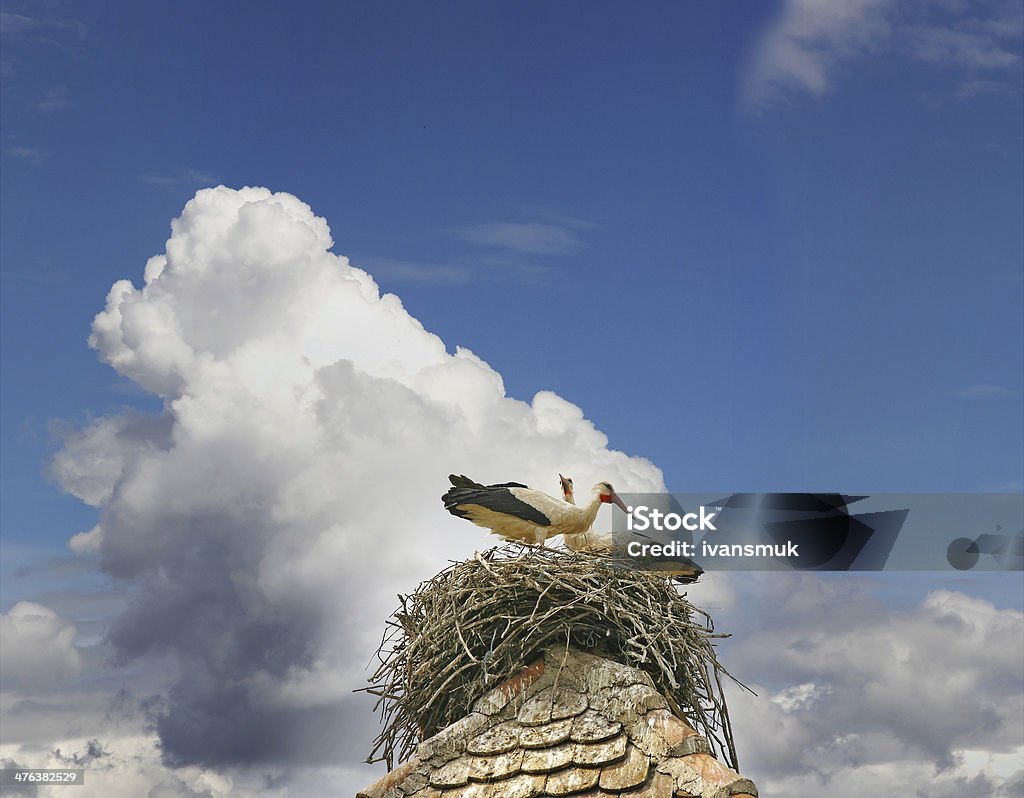 Störche im nest - Lizenzfrei Ast - Pflanzenbestandteil Stock-Foto