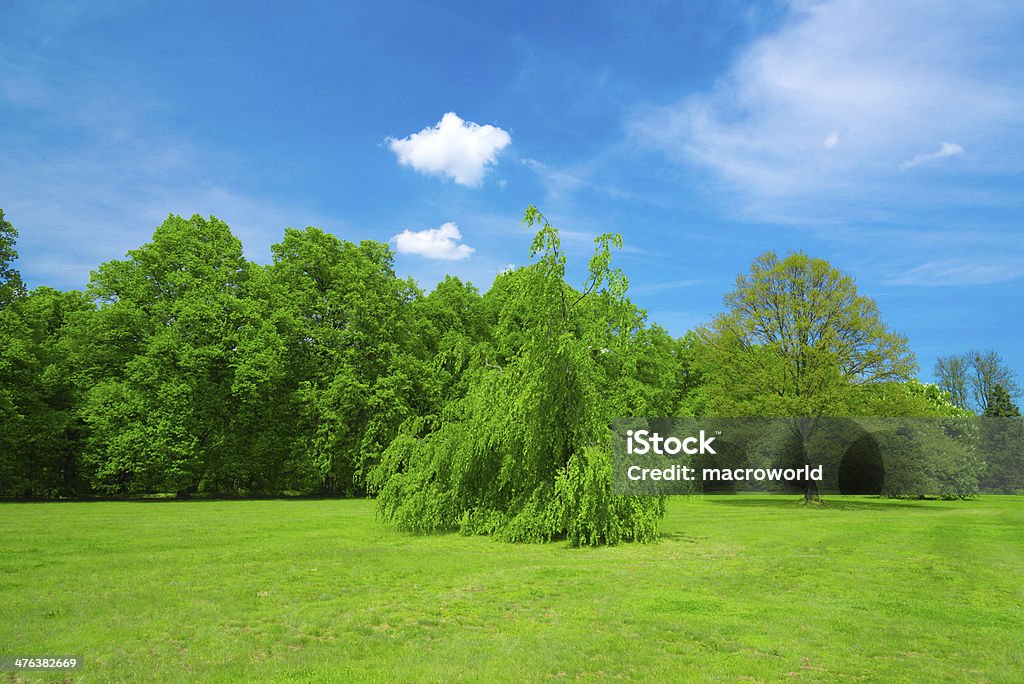 Summer Landscape - 36 Mpx Beauty In Nature Stock Photo