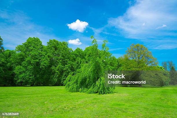 Summer Landscape 36 Mpx Stock Photo - Download Image Now - Beauty In Nature, Blue, Botanical Garden