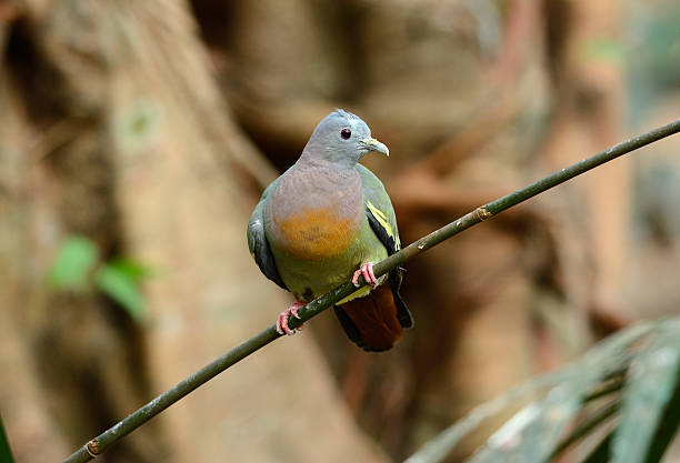 istock male Pink-necked Green-Pigeon (Treron vernans) 476383041