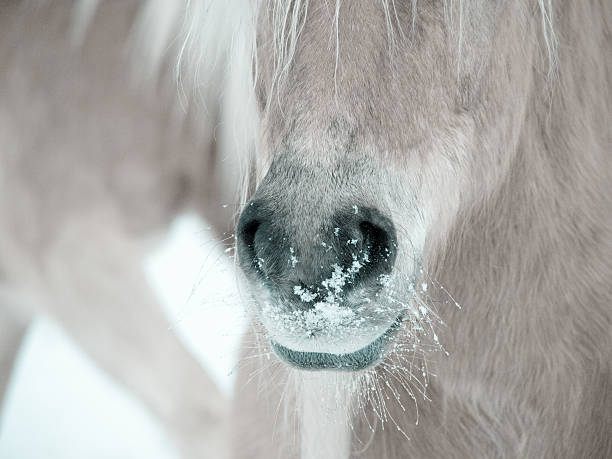 istock horse detail 476383047