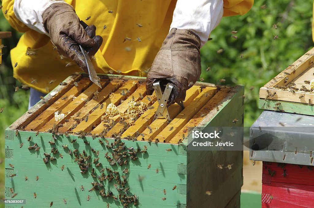 Trabajo con beehives Apiarists - Foto de stock de Abeja libre de derechos