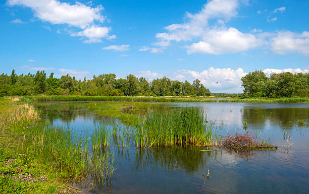 istock Row of trees along a sunny meadow in spring 476383346