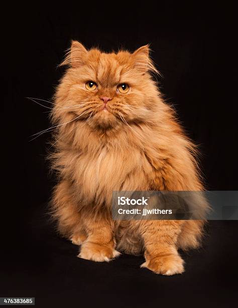 Portret Siedzący Pomarańczowy Kot Perski - zdjęcia stockowe i więcej obrazów Kot perski - Kot perski, Nadwaga, Czerwony