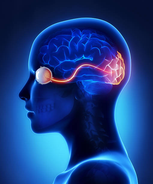 Eye and visual cortex nerves Eye and visual cortex nerves in 3D cerebrum photos stock pictures, royalty-free photos & images