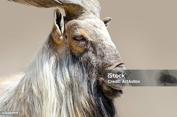 Markhor Goat Head Stock Photo - Download Image Now - Adult, Animal, Animal Body Part