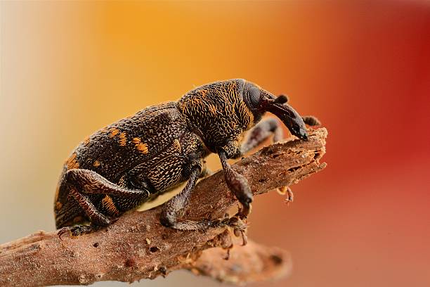 Hylobius abietis Hylobius abietis pine weevil hylobius abietis stock pictures, royalty-free photos & images