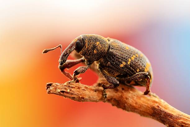 Hylobius abietis stock photo