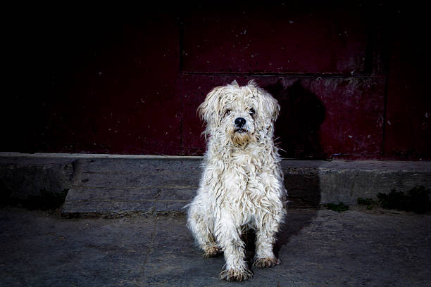 stray dog stock photo