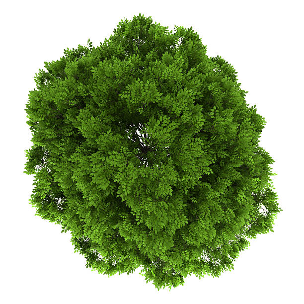 istock top view of european ash tree isolated on white background 476384481