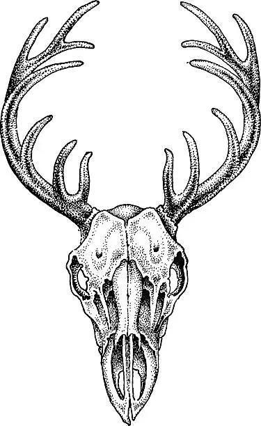 Vector illustration of deer skull-2