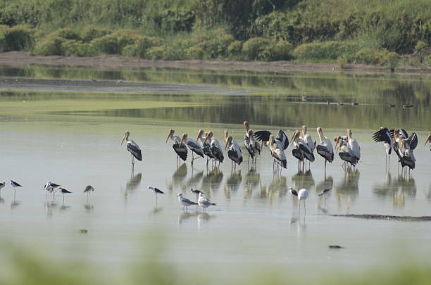 istock water bird in the wetland location 476385106