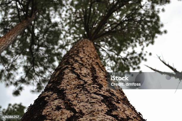 Abeto De Perspectiva - Fotografias de stock e mais imagens de Abeto - Abeto, Ao Ar Livre, Casca de árvore
