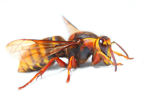 istock The European Hornet (Vespa crabro). 476387972