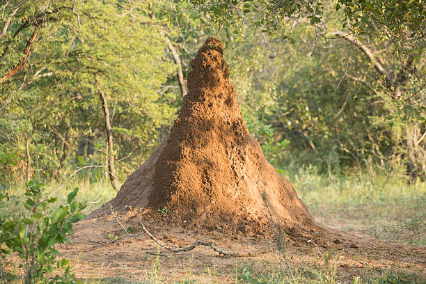 Huge Termite Mound, Kruger Wildlife Reserve South Africa kapama reserve stock pictures, royalty-free photos & images
