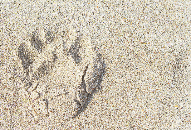 istock Dogs single paw print on the sand. Nature Backgrounds. 476388750