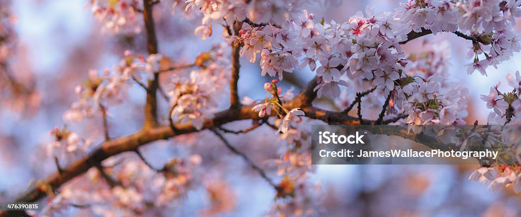 Cherry Blossom - Lizenzfrei Blume Stock-Foto