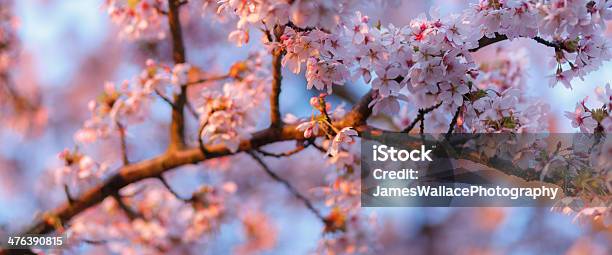 Cherry Blossom Stockfoto und mehr Bilder von Blume - Blume, Duftend, England