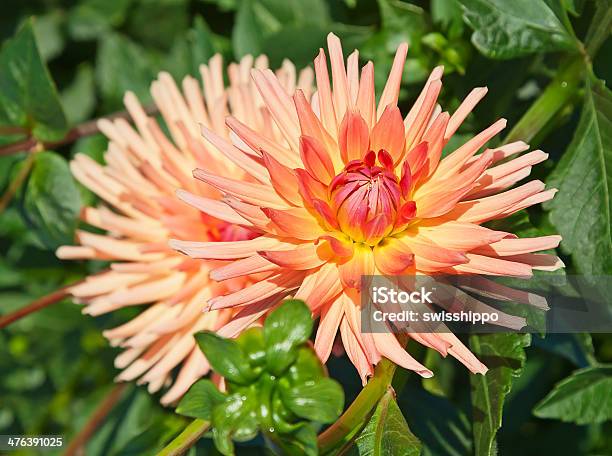 Dahlienblüte Stockfoto und mehr Bilder von Baumblüte - Baumblüte, Blütenblatt, Botanik