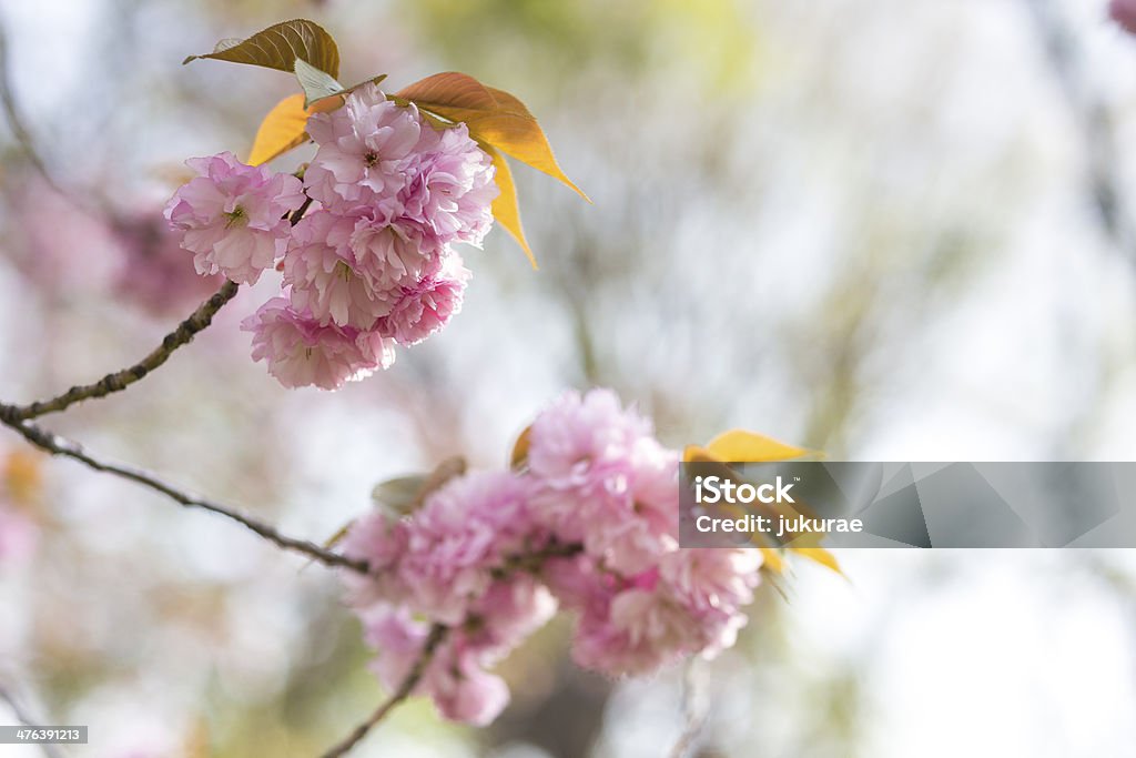 cherry blossoms - Lizenzfrei April Stock-Foto