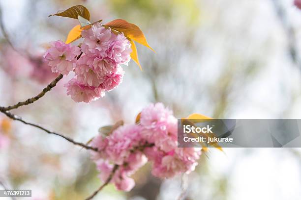 Cherry Blossoms Stockfoto und mehr Bilder von April - April, Ast - Pflanzenbestandteil, Baum