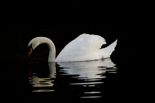 One swan swimming in the black water and background