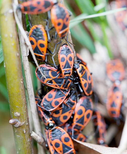 Firecracker Insect 420+ Fire Bug Pyrrhocoris Apterus Stock Photos, Pictures & Royalty-Free ...