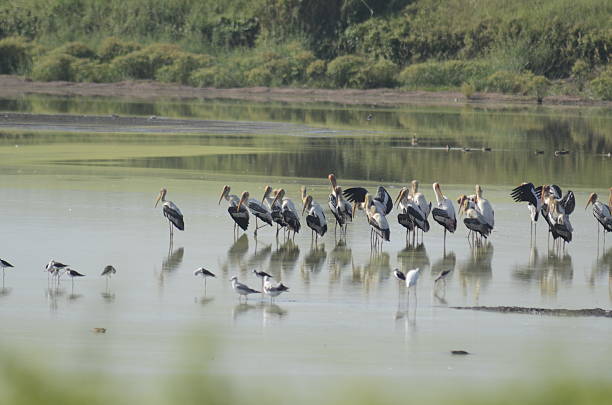 istock water bird in the wetland location 476391508