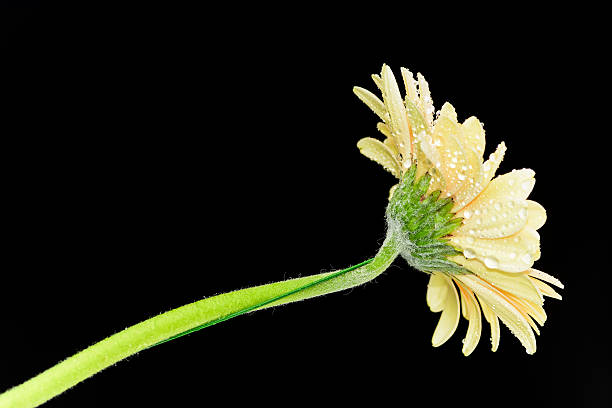 istock Flowers in lovely color 476392020