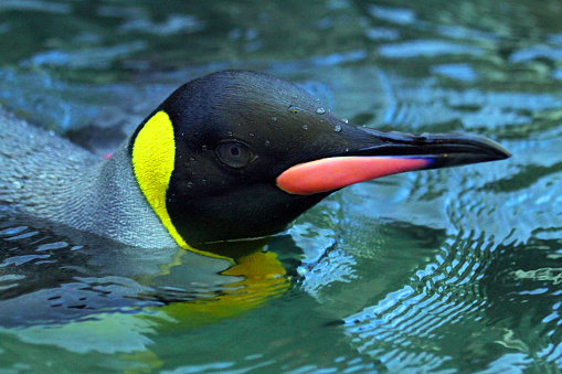 A swimming penguin 