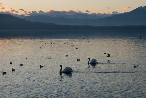 two wonderful swans sail in lake viverone, near biella, piedmont, italy, at dusk, in winter, amid some seagulls