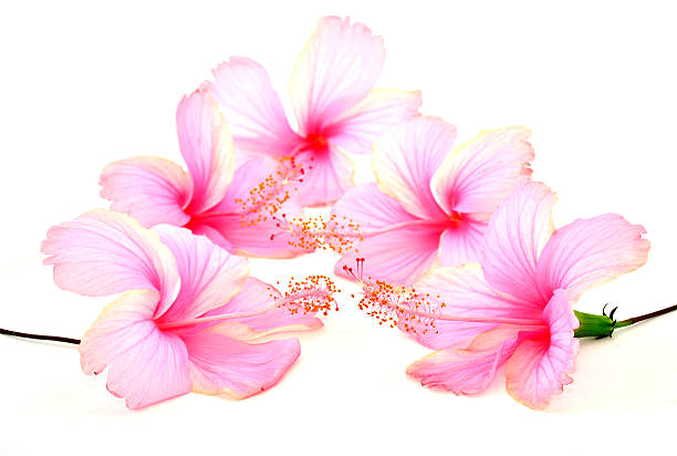 istock Beautiful Pink Hibiscus flower on white background 476393661