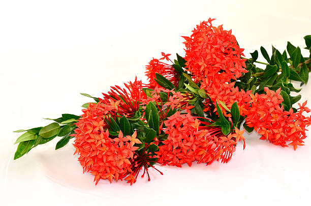 istock Bunch of Red Ixora (Coccinea) the Beautiful Flower 476393799