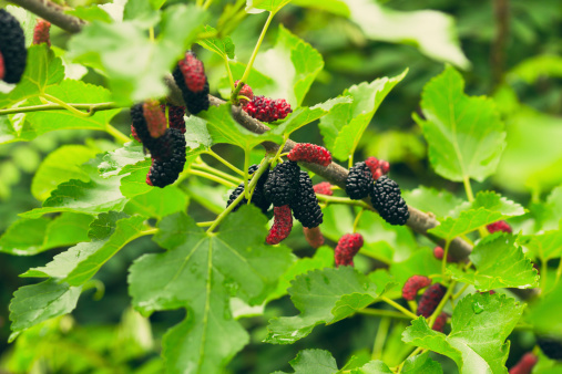 fresh mulberry on tree