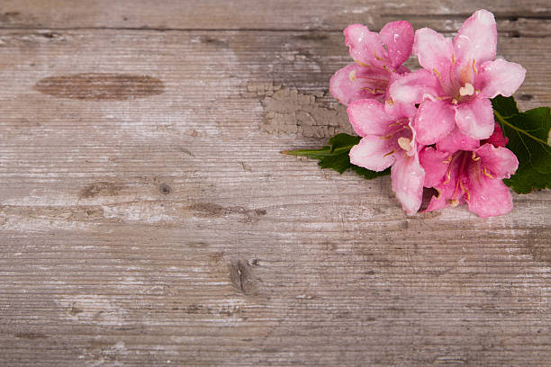 istock Floral frame with pink honeysuckle blossom 476395504