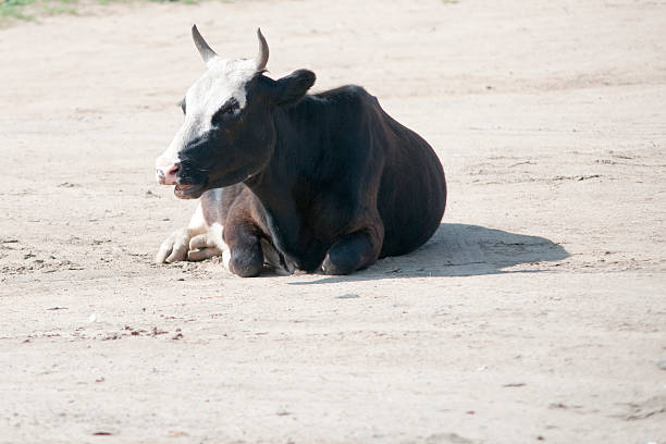 istock cow resting on a street of Mongolia 476395658