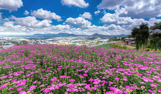 Highland Park Dalat Flower on a sunny morning, flower field immense hilltop village far away from the high areas, photos adorn the beautiful cloudy sky makes the image more vitality, cheerful and wanted this flower garden is always watching.
