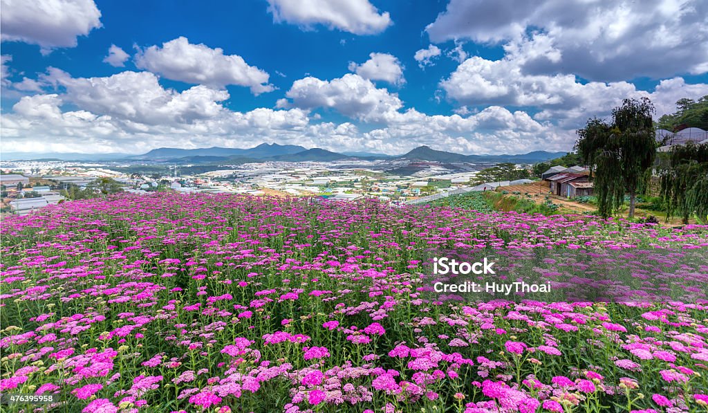 Flower gardens on the plateau of Dalat Highland Park Dalat Flower on a sunny morning, flower field immense hilltop village far away from the high areas, photos adorn the beautiful cloudy sky makes the image more vitality, cheerful and wanted this flower garden is always watching. Dalat Stock Photo