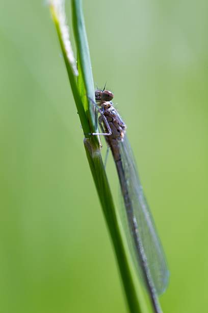 Azure damselfly (Coenagrion puella) portrait Azure damselfly (Coenagrion puella) portrait. Beautiful macro of dragonfly ordonata stock pictures, royalty-free photos & images