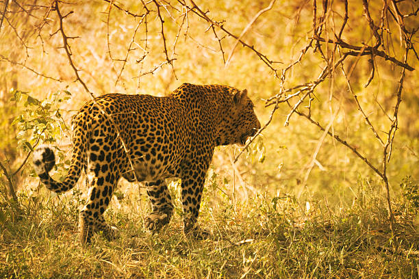 Male Leopard in Kruger Wildlife Reserve Old male leopard walking in Kruger Wildlife Reserve, South Africa kapama reserve stock pictures, royalty-free photos & images