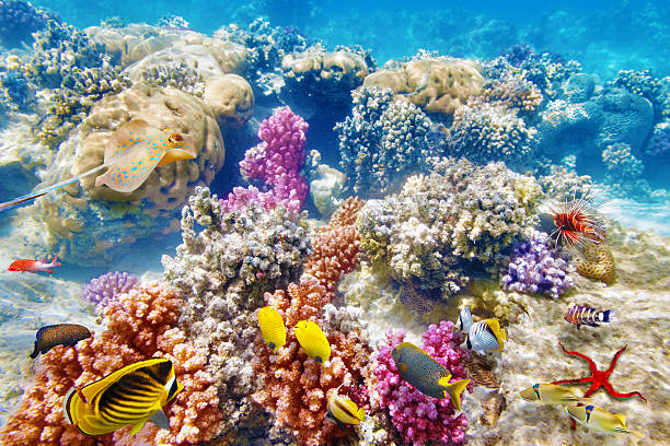 istock Underwater world with corals and tropical fish. 476396414