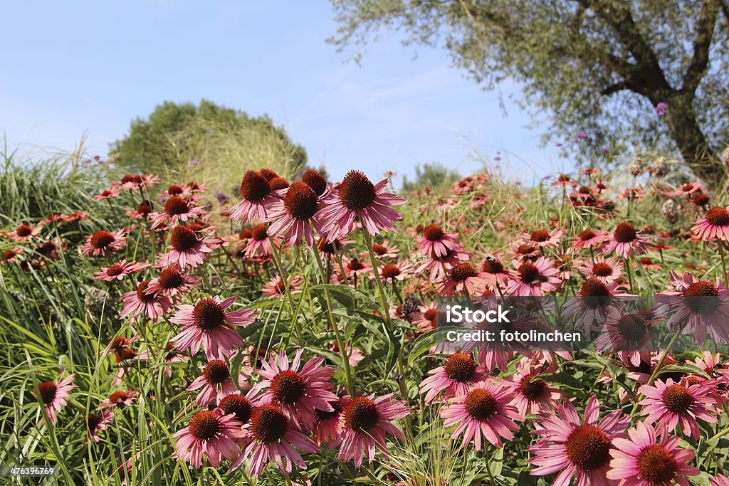 Echinacea purpurea Blüten - Lizenzfrei Alternative Medizin Stock-Foto