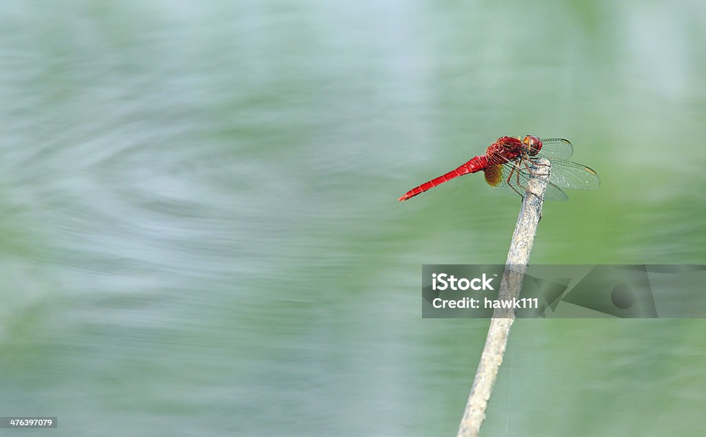 Libellule rouge - Photo de Brindille libre de droits