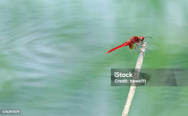 Photo libre de droit de Libellule Rouge banque d'images et plus d'images libres de droit de Brindille - Brindille, Eau, Faune sauvage