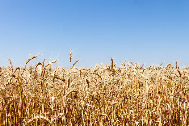 istock Ripe golden wheat isolated on sky 476397705